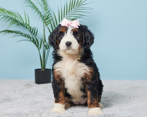 Amber Mini Bernadoodle 